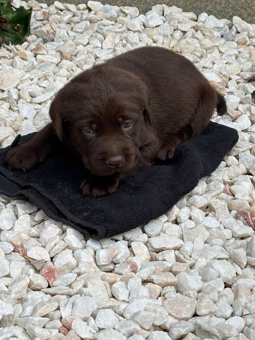 Labrador retriever