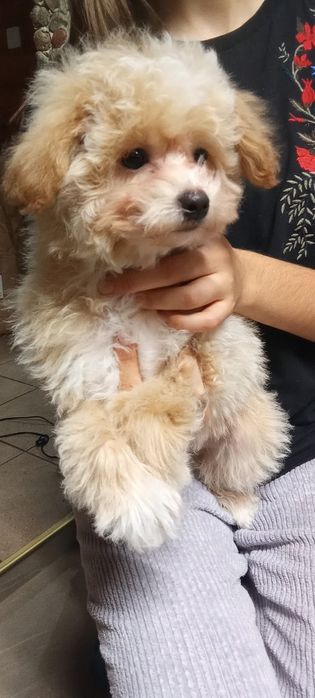 Bichpoo szczeniaczek