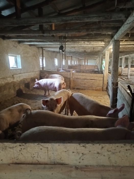 Приміщення свиноферми с.Юрки.Кременчуцького рн