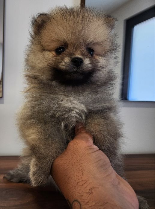 Spitz lulu macho anão