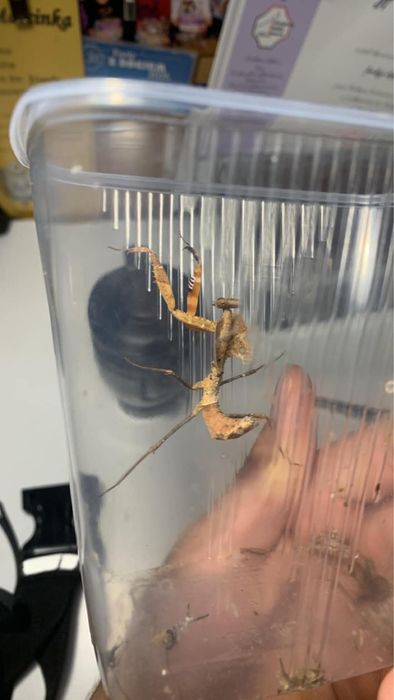 Deroplatys desicata modliszka