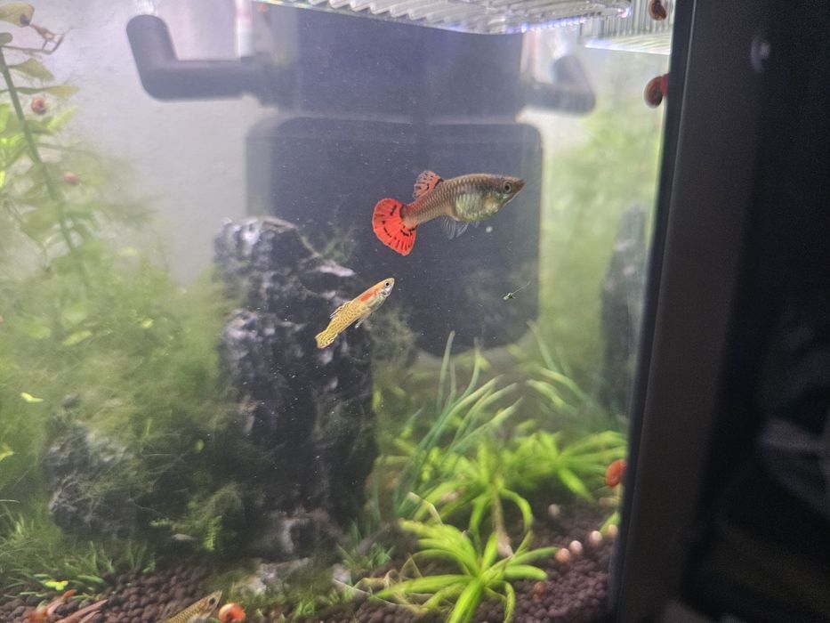 Peixe guppy sortido