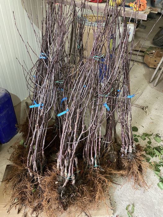 Саджанці плодових дерев ОПТ | Саженцы плодовых деревьев | Розплідник