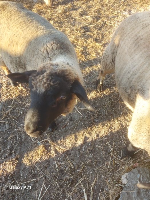 Borrego  macho sulfox