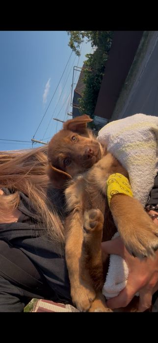 Коростень,маленький песик Барні-Браун 2.5 місяці,шукає родину
