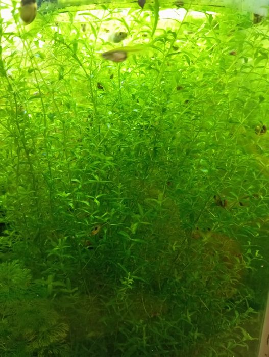 DuDuży Heniek • Hemianthus micranthemoides