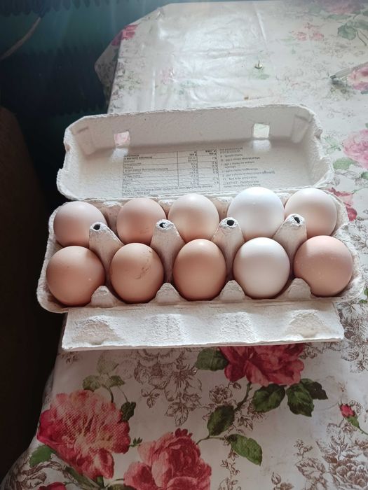 jajka wolnego wybiegu