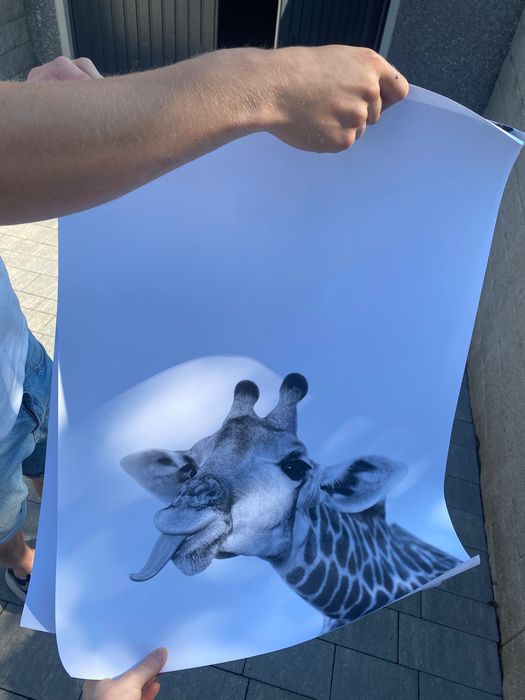 Plakat żyrafa obraz 50x70