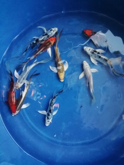 Carpa koi véu 12 a 15cm