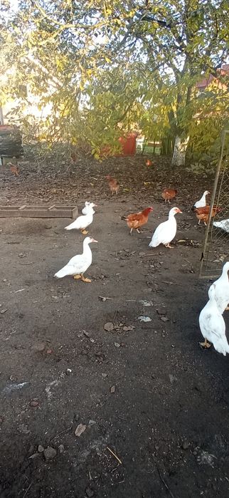 Kaczki francuskie i kaczory