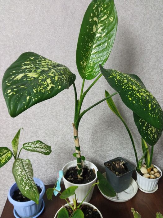 Дефенбахії різних видів та розмірів