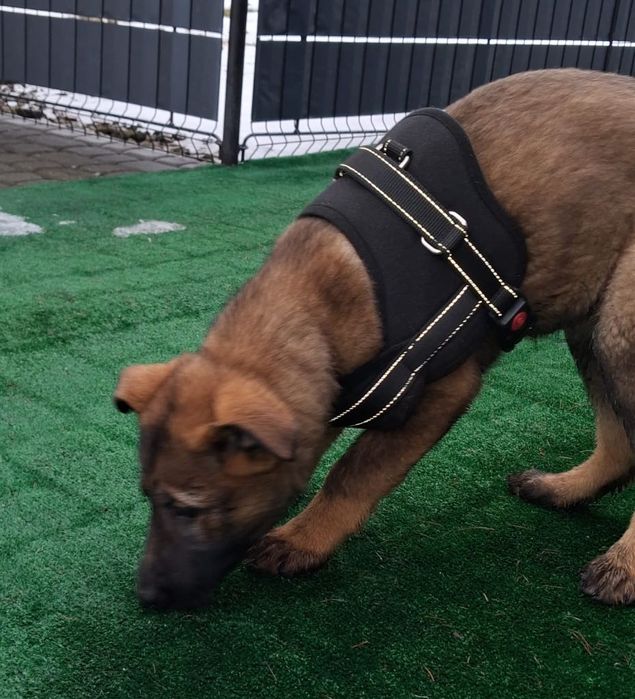 Owczarek niemiecki krótkowłosy wilczasty linia użytkowa, rodzice FCI