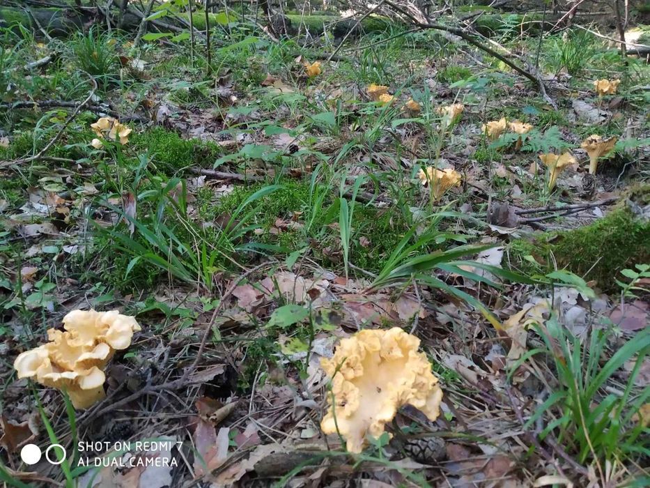 Грибы лисички, сухие, мороженные, свежие.