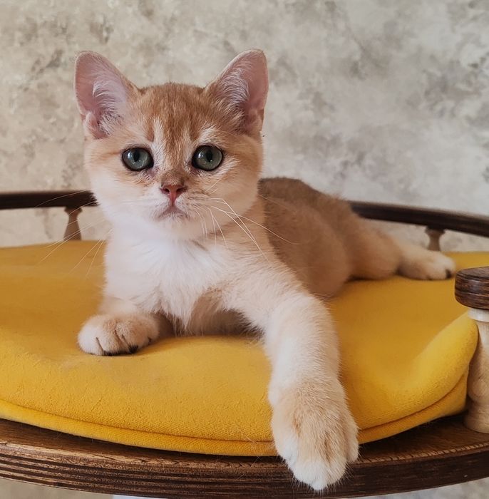 Золота шиншилла. Хлопчик скоттіш страйт