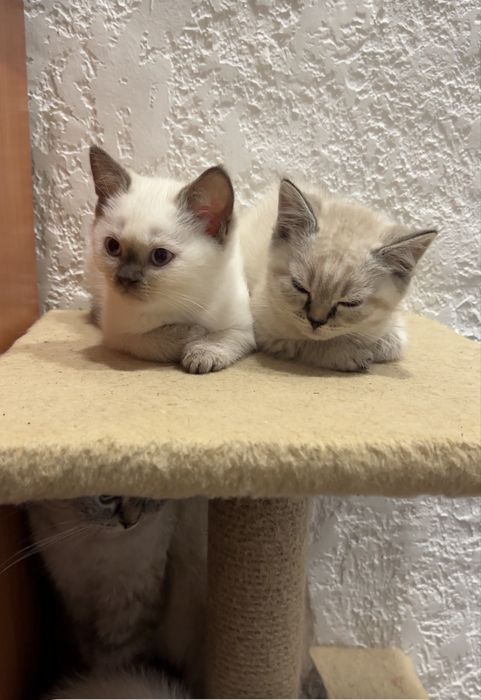 Шотландські кошенята