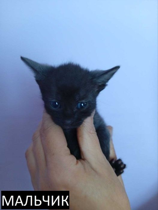 Бесплатно отдам котят