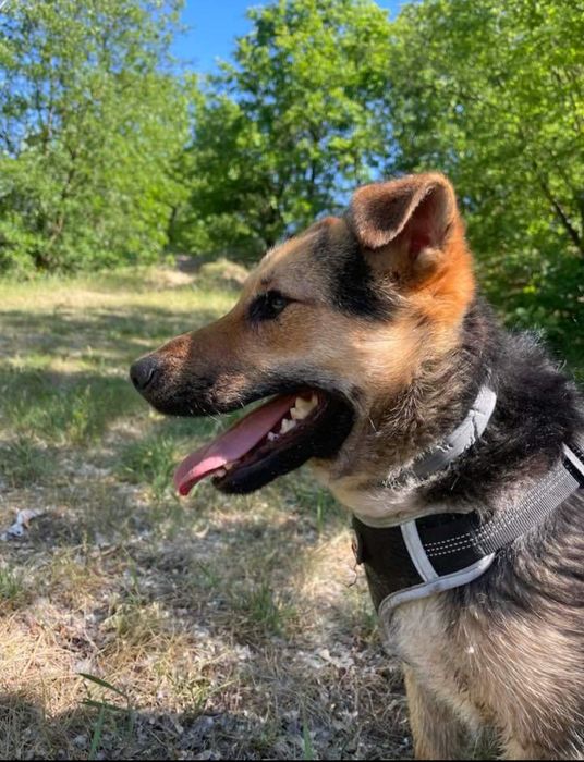 Bilonek- mały psiak bez ogonka