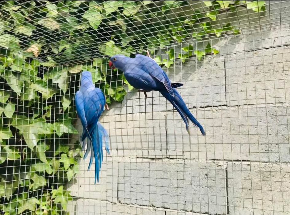 Fêmeas ring neck para criação