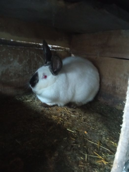 Продам кроликів породи.Каліфлрнія та Французький баран.