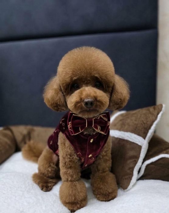 Maltipoo suczka
