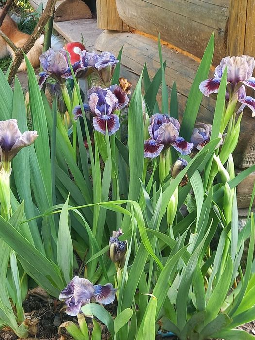 Іриси високорослі та низькорослі