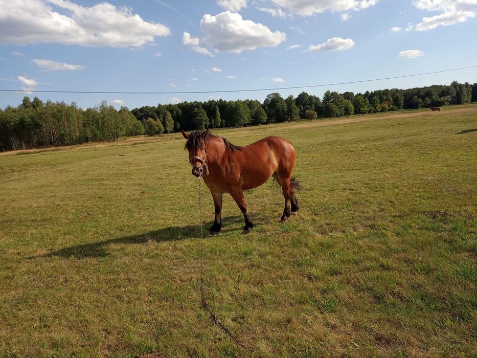 Klacz zimnokrwista