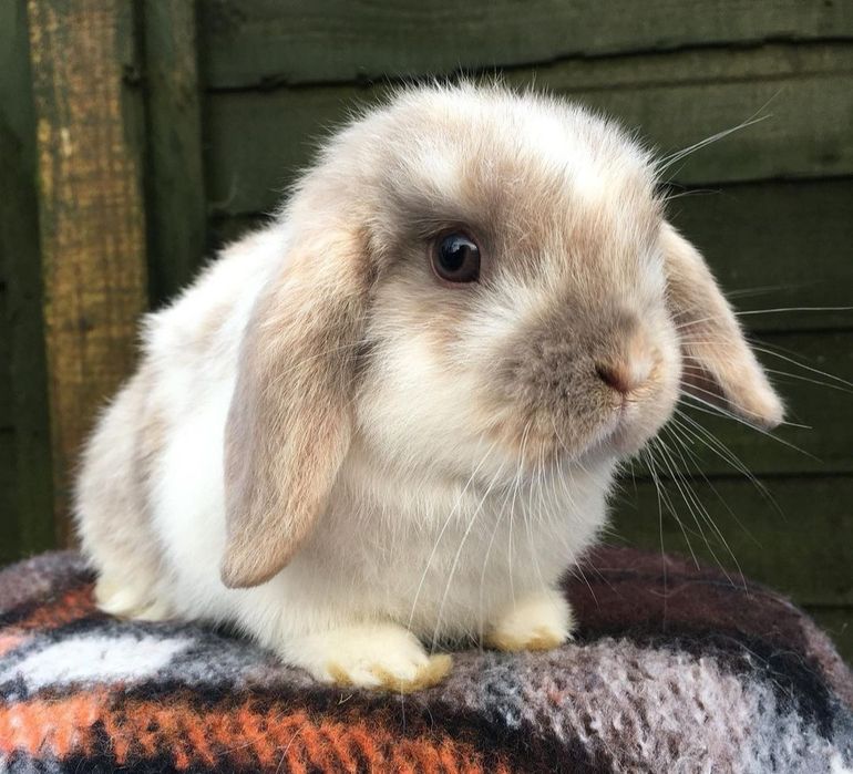 KIT Coelhos anões orelhudos, mini lop super inteligentes e dóceis