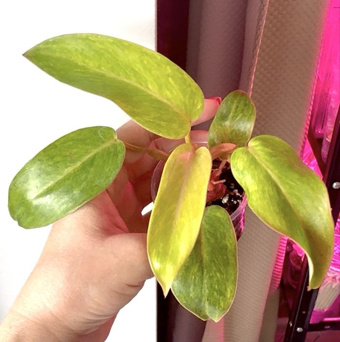 Philodendron Pink princess marble