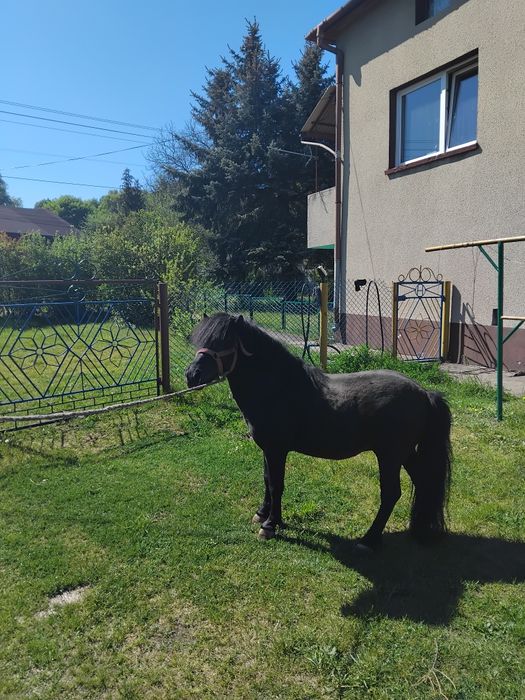 Witam sprzedam  konia
