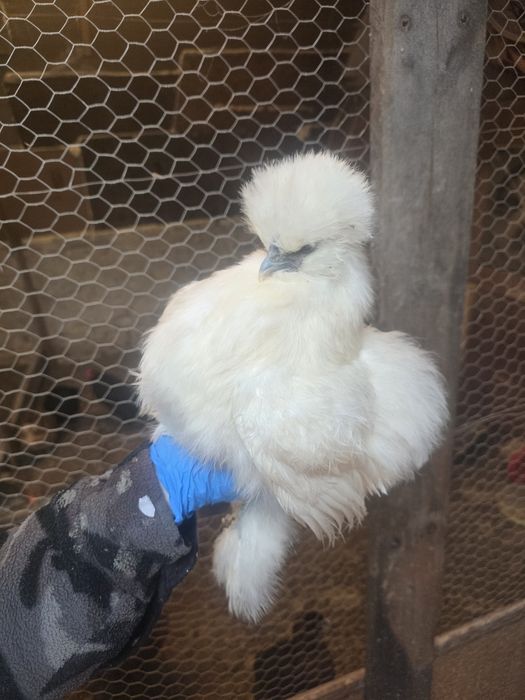 Kury silki kury rose kury araukany naturalne ekologiczne kury