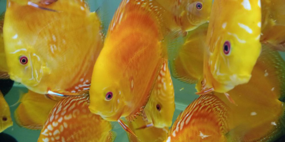 GB DYSKOWCE - PALETKI solid i pigeon red 10-12cm