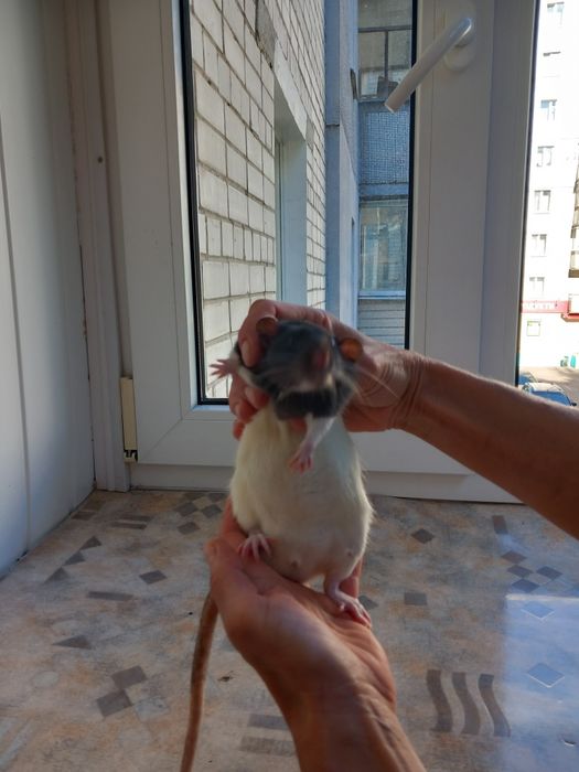 Крысята  домашние декоративные