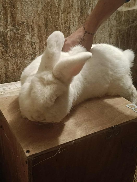 Królik nowozelandzki biały