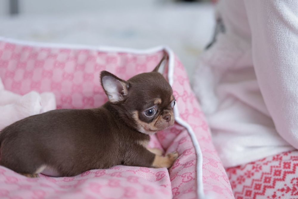 Mikro chihuahua FCI dziewczynka