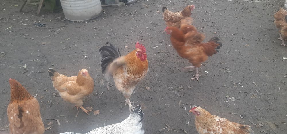 Jurne koguty tegoroczne