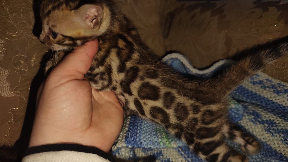 Бенгалята хлопчики та дівчатка