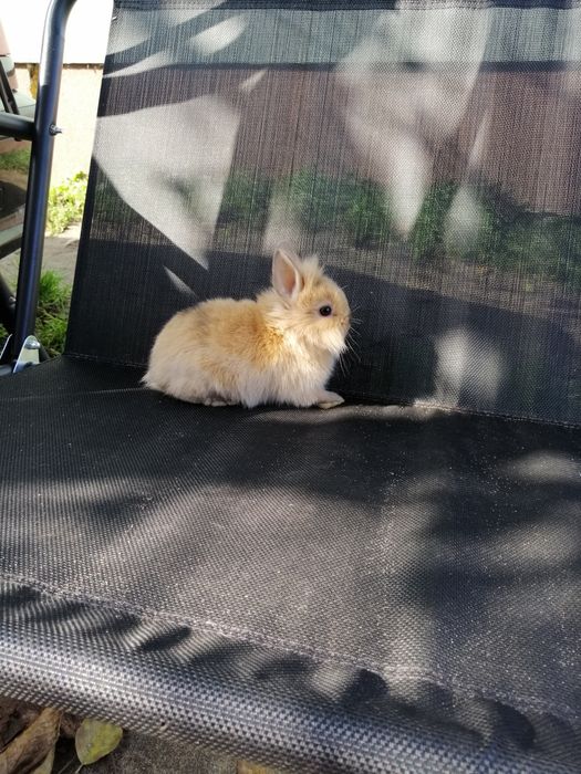 Króliczek karzełek Teddy i gładki