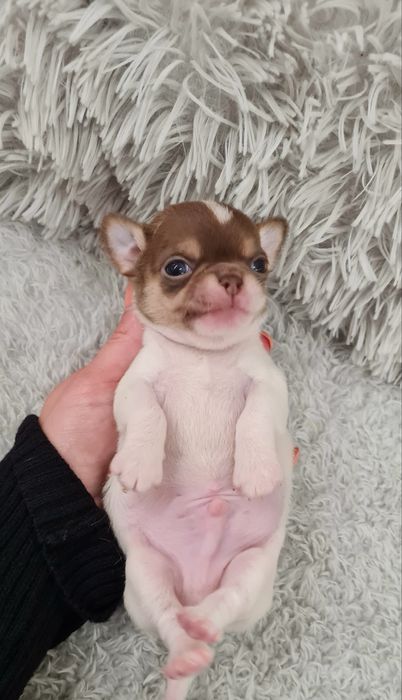 Excelente menino mini mini chihuahua/chiuaua linhagem Russa.Qualidd