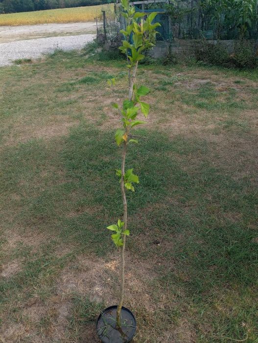 Hibiskus duże sadzonki