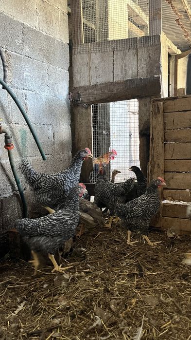 Galos marans , pedres portuguesa, faverolles