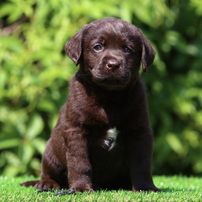 Цуценя / цуценята Лабрадор Ретривер / щенок / щенки / щеня / щенята