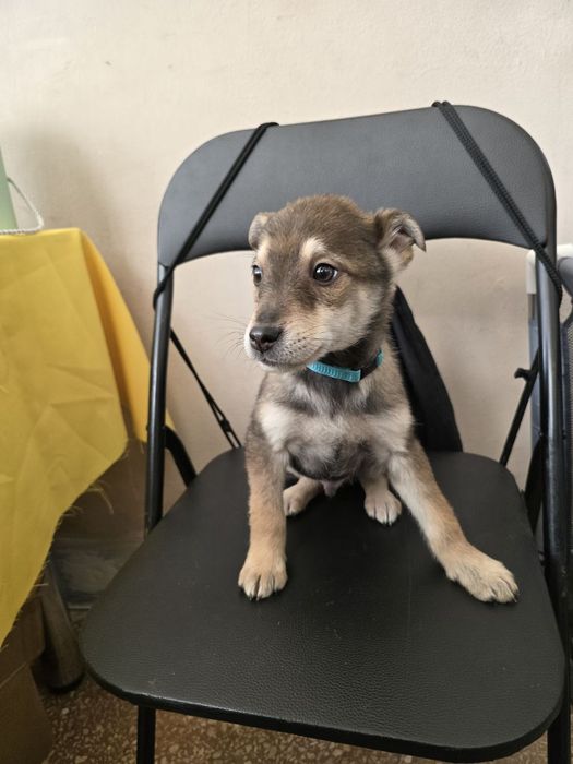 Чарівне цуценя хлопчик шукає родину