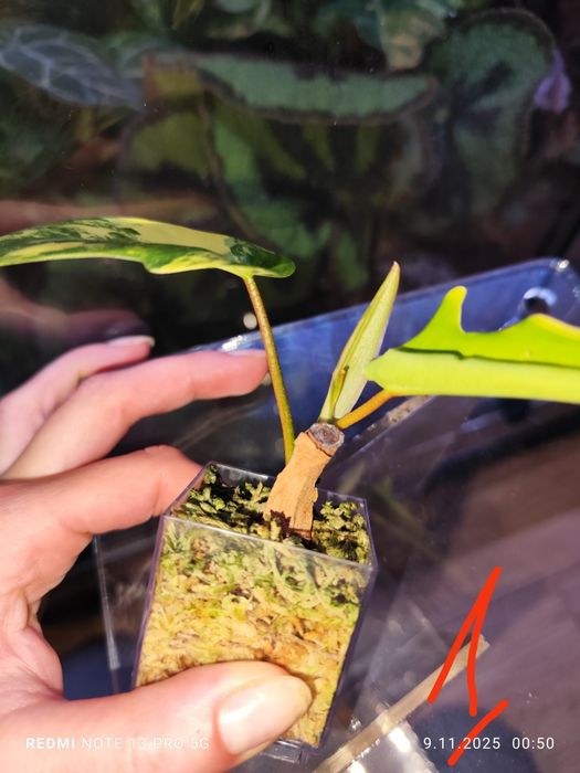 Philodendron Florida Beuty