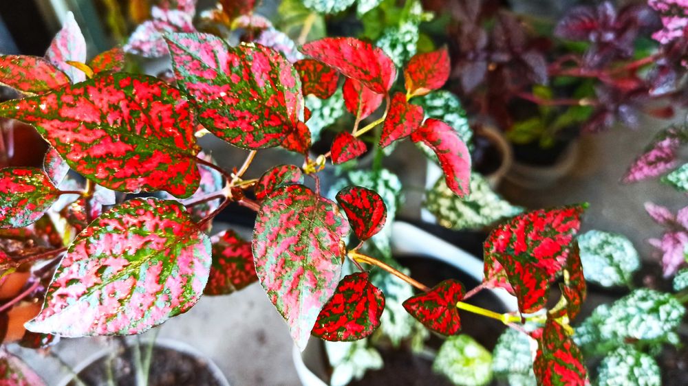 гіпоестеси, ірезіне різні кольори