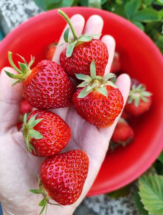 Черенки, живці, хакуро, вейгела, гліцинія, павловнія, матсудана, секка