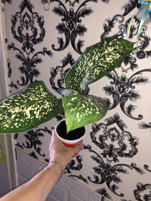 Диффенбахия деффинбахия пятнистая