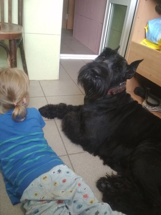 Стрижка собак, кошек ,обрезание ногтей, купание