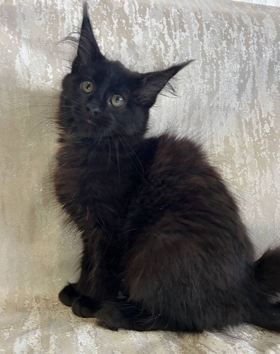 Дівчинка породи Мейн Кун