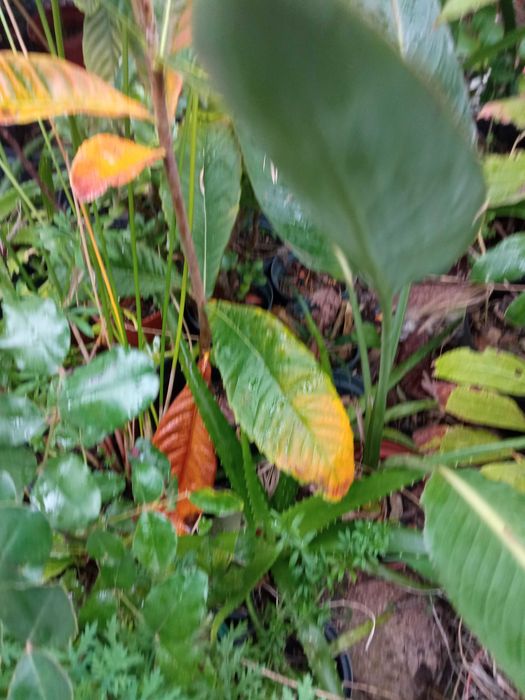 Planta estrelicia em vaso