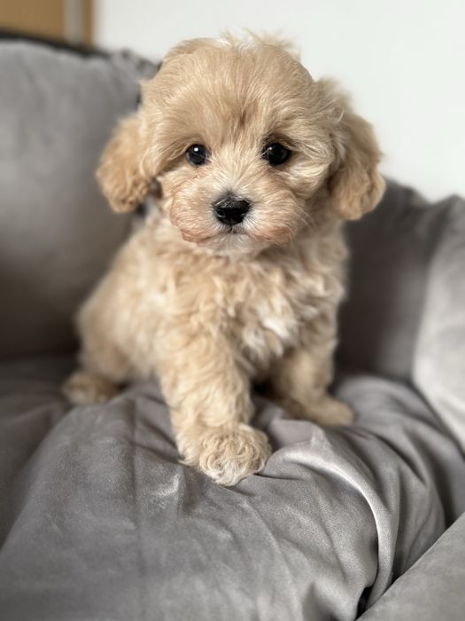 Maltipoo miniaturka piesek z rodowodem